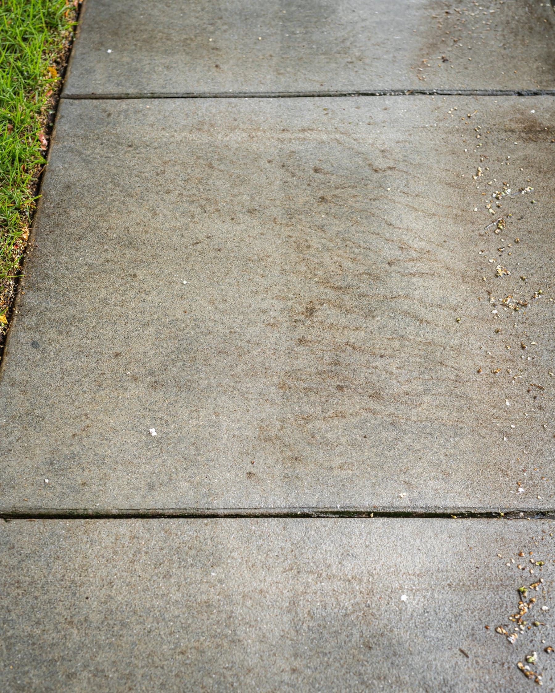 Brown organic staining spread across one bay of a commercial concrete sidewalk, with a grass edge and scattered seed debris